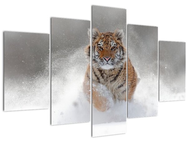 Obraz bežiaceho tigra v snehu (150x105 cm)