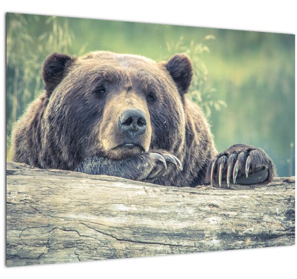 Obraz medveďa (70x50 cm)