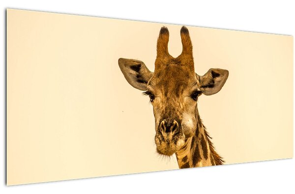 Obraz žirafy (120x50 cm)