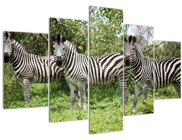 Obraz so zebrami (150x105 cm)
