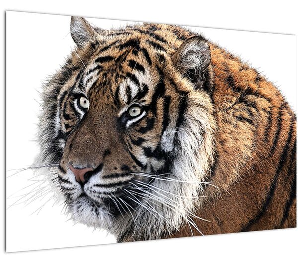 Obraz tigra (90x60 cm)
