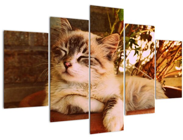 Obraz mačky v kvetináči (150x105 cm)