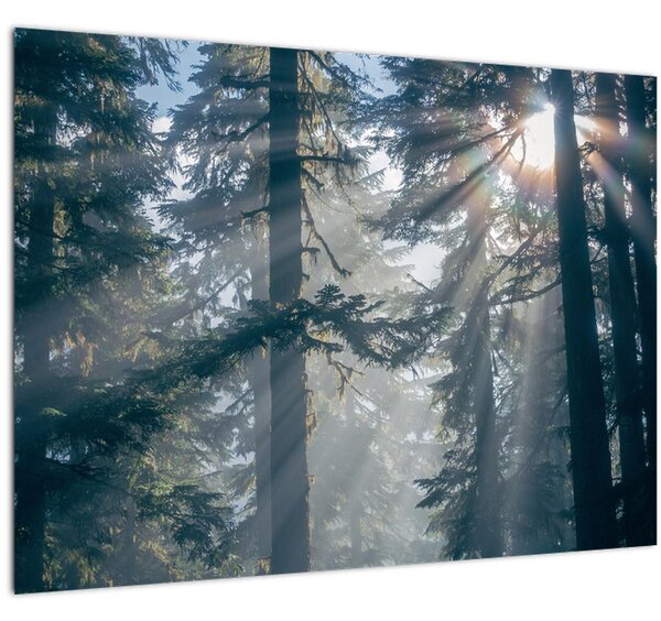Obraz stromov s presvitajúcim slnkom (70x50 cm)