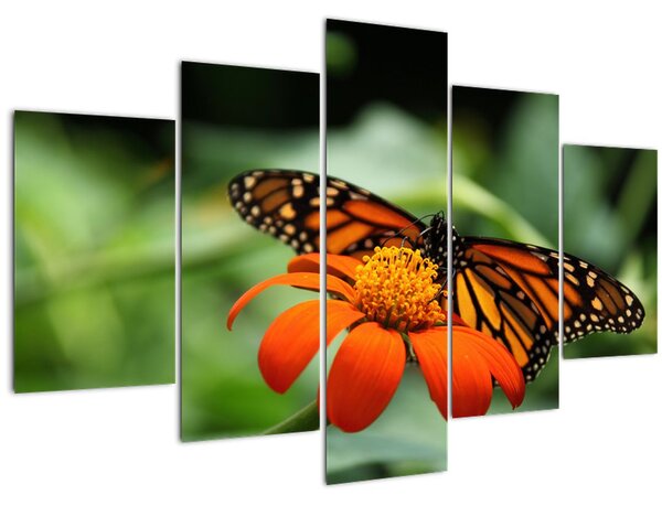 Obraz motýľa na kvetine (150x105 cm)