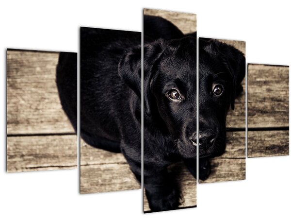 Obraz čierneho šteňaťa (150x105 cm)