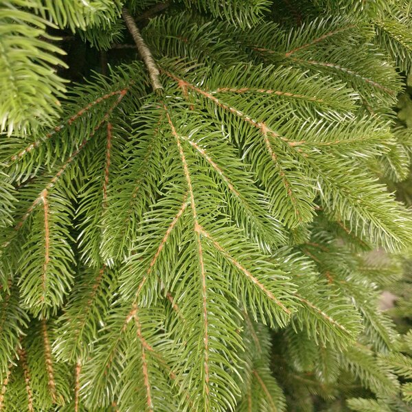 Borovica Limba 255cm- 100% 3D