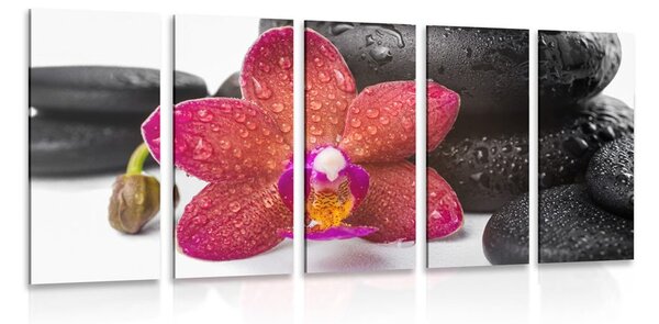 5-dielny obraz orchidea a Zen kamene na bielom pozadí