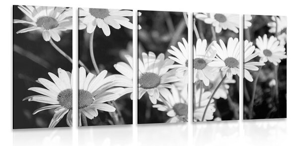 5-dielny obraz sedmokrásky na záhrade v čiernobielom prevedení