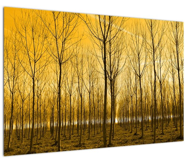 Obraz - Plantáž stromov (90x60 cm)