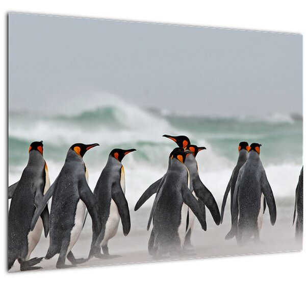 Sklenený obraz tučniakov pri oceáne (70x50 cm)