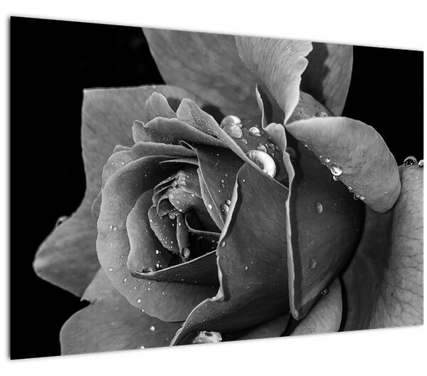 Obraz ruža - čiernobiela (90x60 cm)