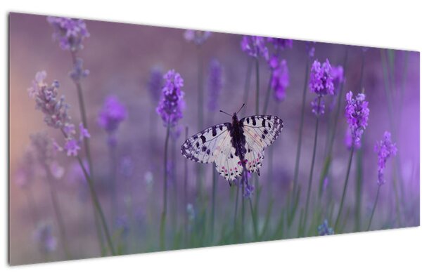 Obraz - Motýľ v levanduli (120x50 cm)
