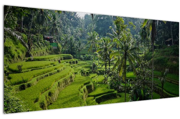 Obraz ryžových terás Tegalalang, Bali (120x50 cm)