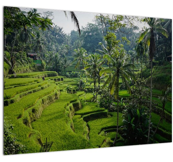 Obraz ryžových terás Tegalalang, Bali (70x50 cm)