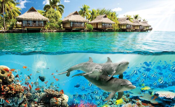 Fototapeta - Delfíny na Havaji (152,5x104 cm)