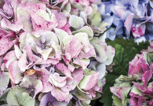 Fototapeta - Pastelové kvety (254x184 cm)