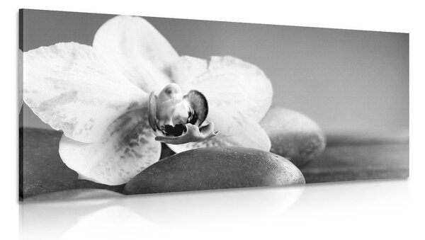 Obraz orchidea a kamene v čiernobielom prevedení