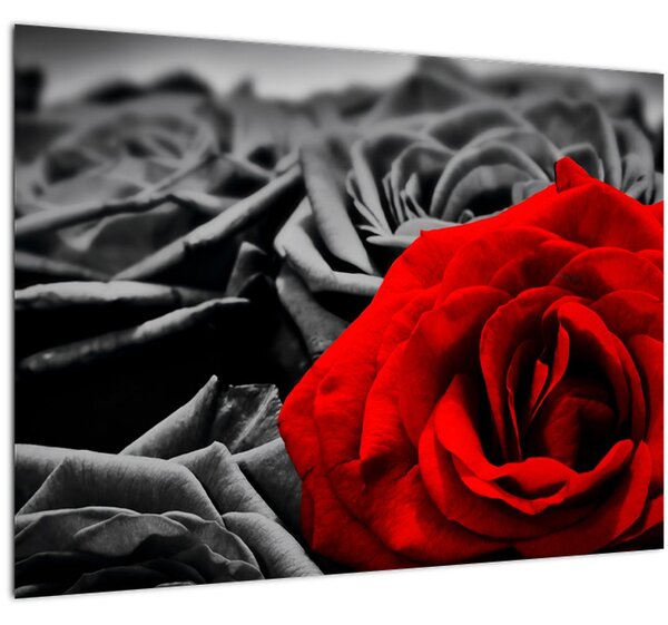 Obraz - Kvety ruží (70x50 cm)