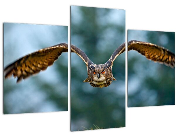 Obraz - Sova pri lete (90x60 cm)