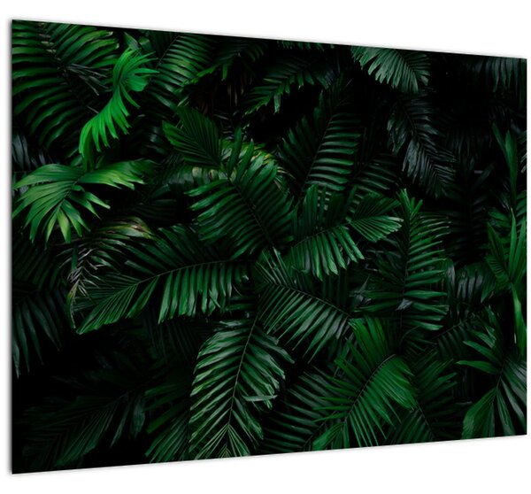 Obraz - Tropické papradie (70x50 cm)