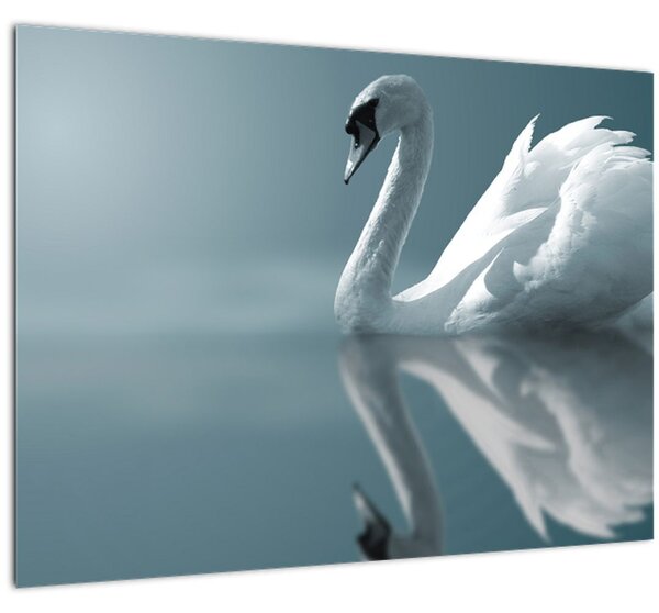 Obraz - Biela labuť (70x50 cm)
