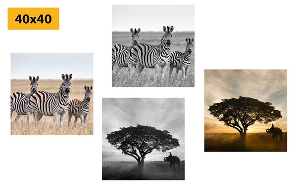 Set obrazov zvieratá žijúce na Savane