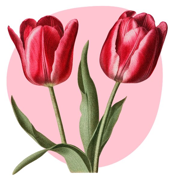 60x60cm Tulipány - textilná nálepka na stenu