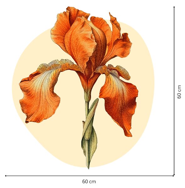 60x60cm Oranžový kosatec - textilná nálepka na stenu