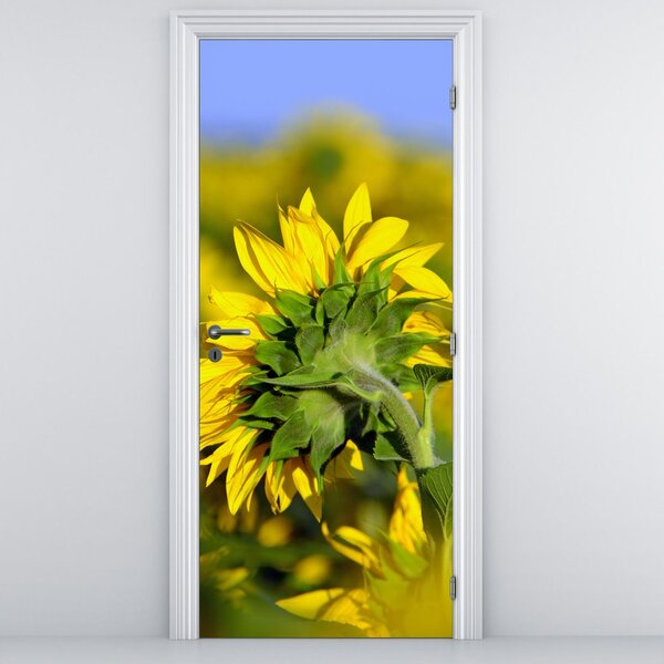 Fototapeta na dvere - Slnečnica (95x205cm)
