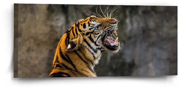 Sablio Obraz Revúci tiger - 110x50 cm