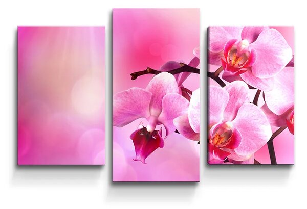Sablio Obraz - 3-dílný Květy Orchidey - 75x50 cm