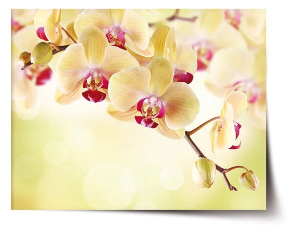 Sablio Plagát Orchidea 2 - 60x40 cm