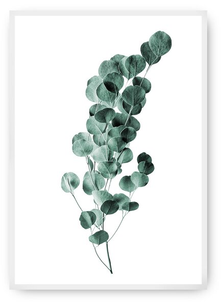 Plagát Eucalyptus Emerald Green