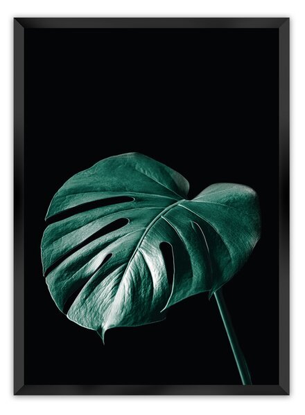 Plagát Dark Monstera