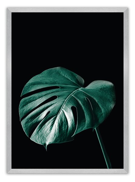 Plagát Dark Monstera
