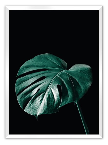 Plagát Dark Monstera