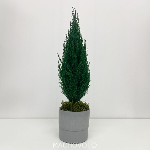 Tuja stabilizovaná - šedý kvetináč - 50-60cm