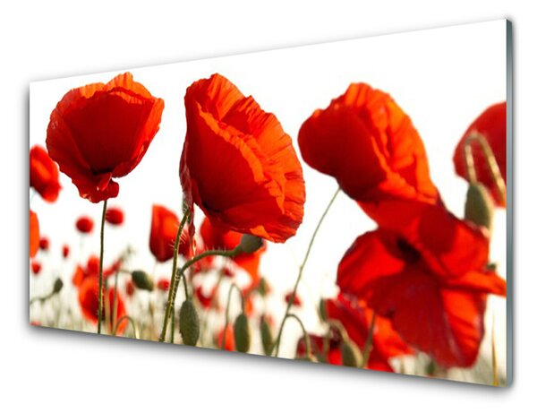 Nástenný panel  Tulipány kvety 100x50 cm