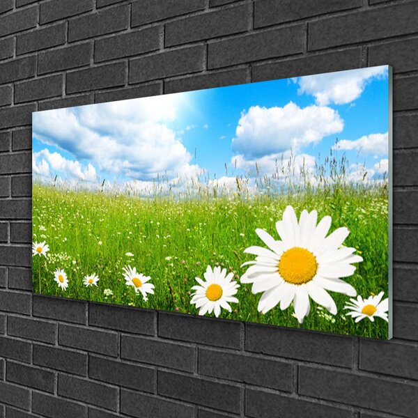 Obraz na skle Sedmokráska tráva príroda 100x50 cm 2 Prívesky