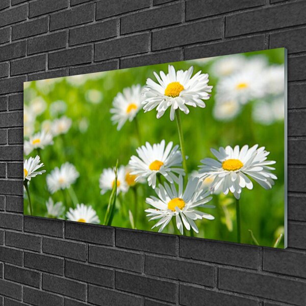 Skleneny obraz Sedmokráska kvet rastlina 100x50 cm 2 Prívesky
