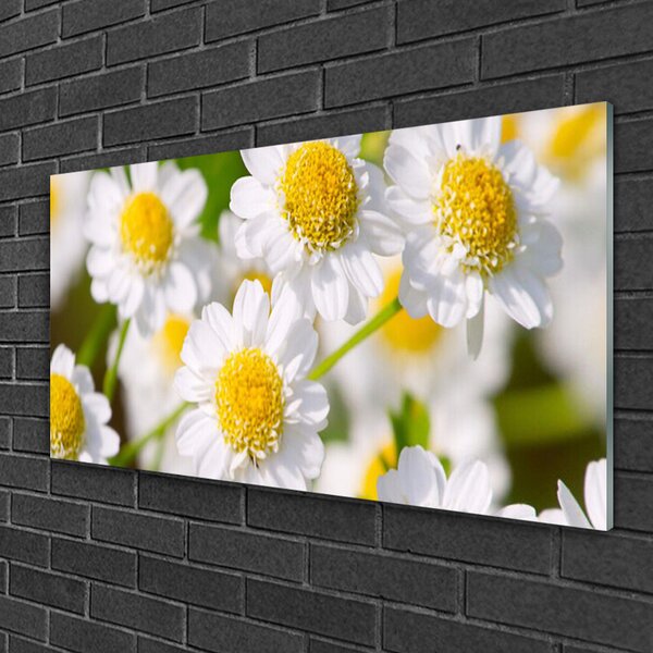Skleneny obraz Kvety sedmokráska príroda 100x50 cm 2 Prívesky