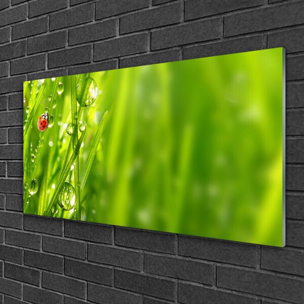 Skleneny obraz Tráva lienka príroda 100x50 cm 2 Prívesky