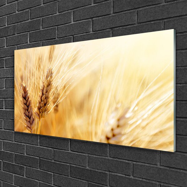 Skleneny obraz Pšenica rastlina príroda 100x50 cm 2 Prívesky