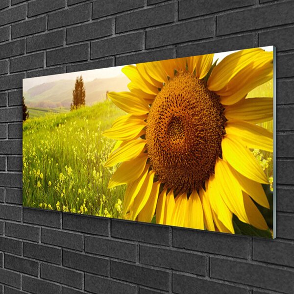 Skleneny obraz Slnečnica kvet rastlina 100x50 cm 2 Prívesky