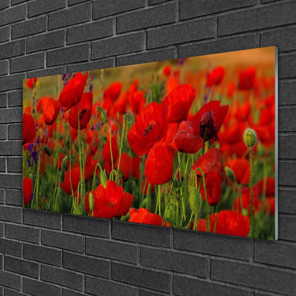Obraz na skle Maky rastlina príroda 100x50 cm 2 Prívesky