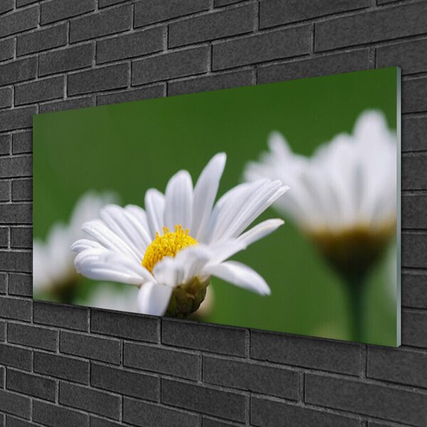 Obraz na skle Sedmokráska 100x50 cm 2 Prívesky