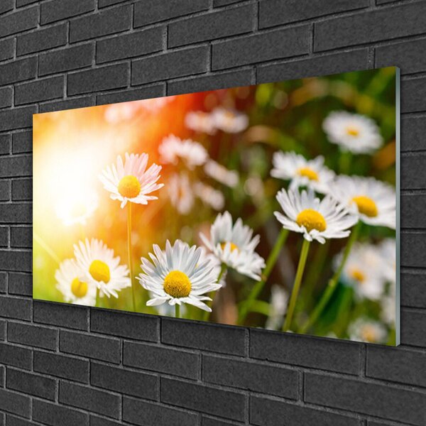 Skleneny obraz Sedmokrásky kvety lúče 100x50 cm 2 Prívesky