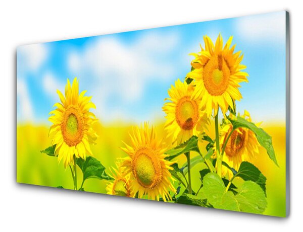 Sklenený obklad Do kuchyne Slnečnica kvety príroda 125x50 cm