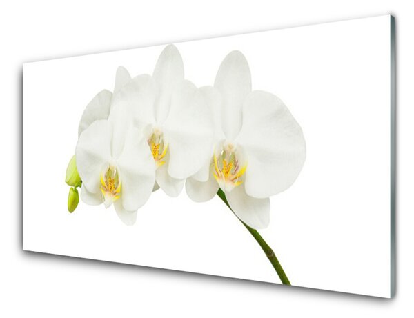 Sklenený obklad Do kuchyne Orchidea výhonky kvety príroda 100x50 cm