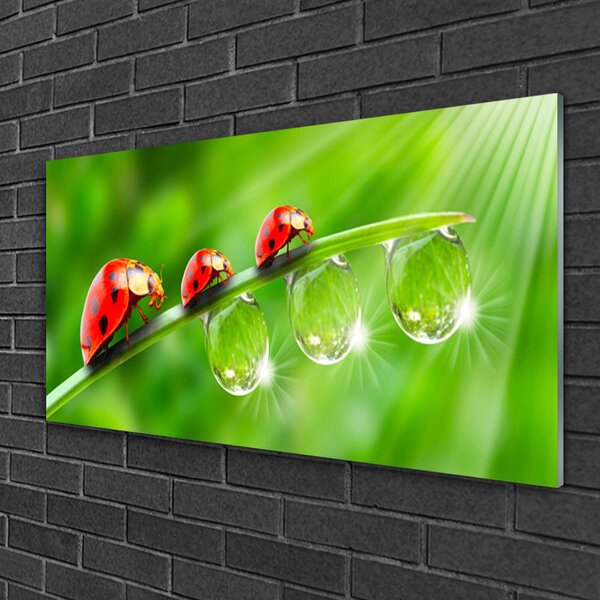 Skleneny obraz Lienky na listu kvapky 100x50 cm 2 Prívesky